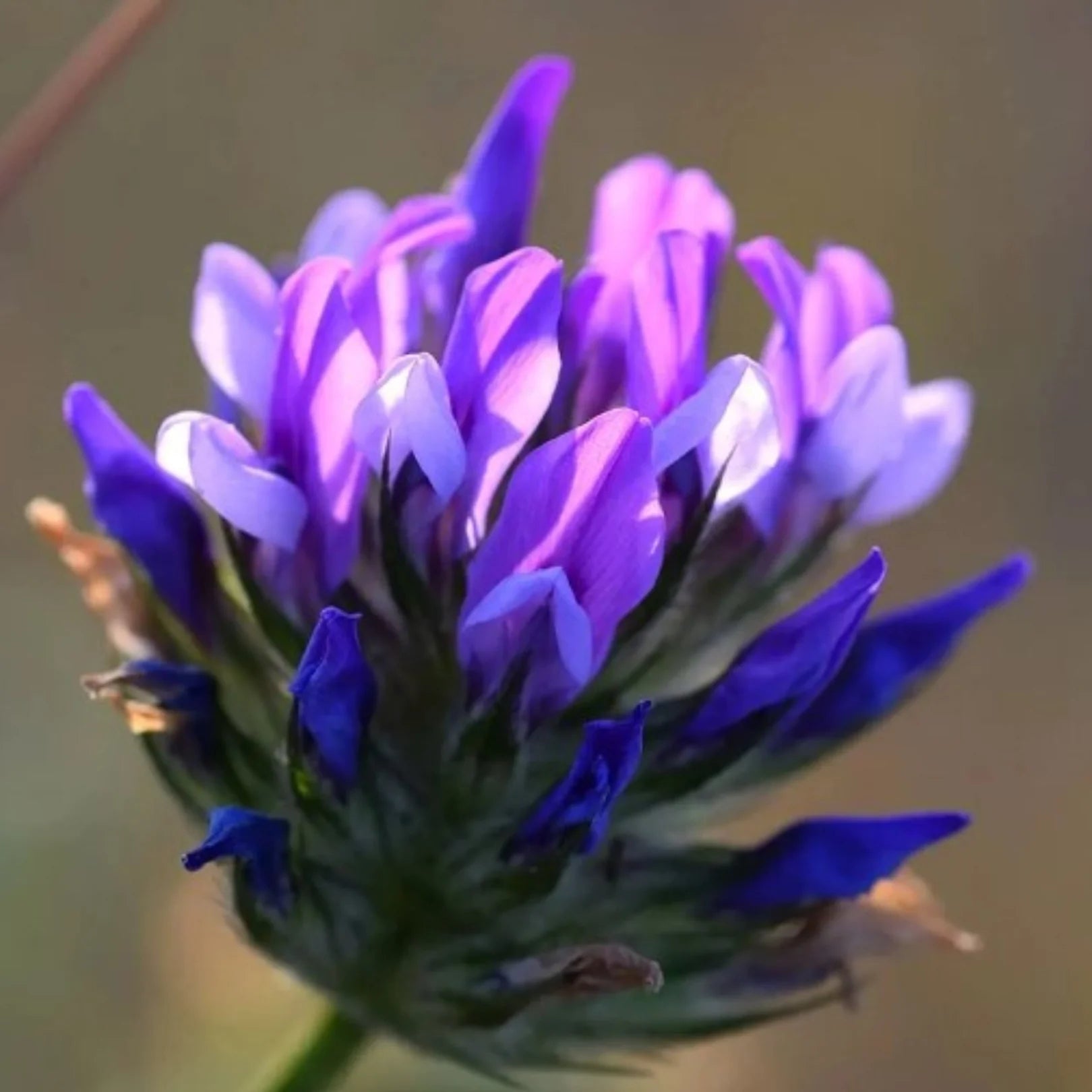 What is bakuchiol? - PRANA Beauty & Wellness