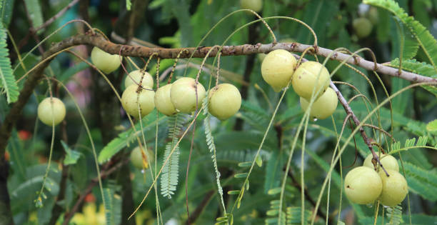 Amla