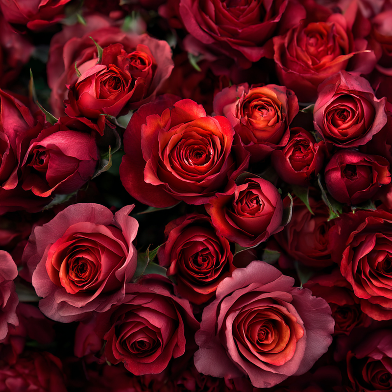 Rose Water